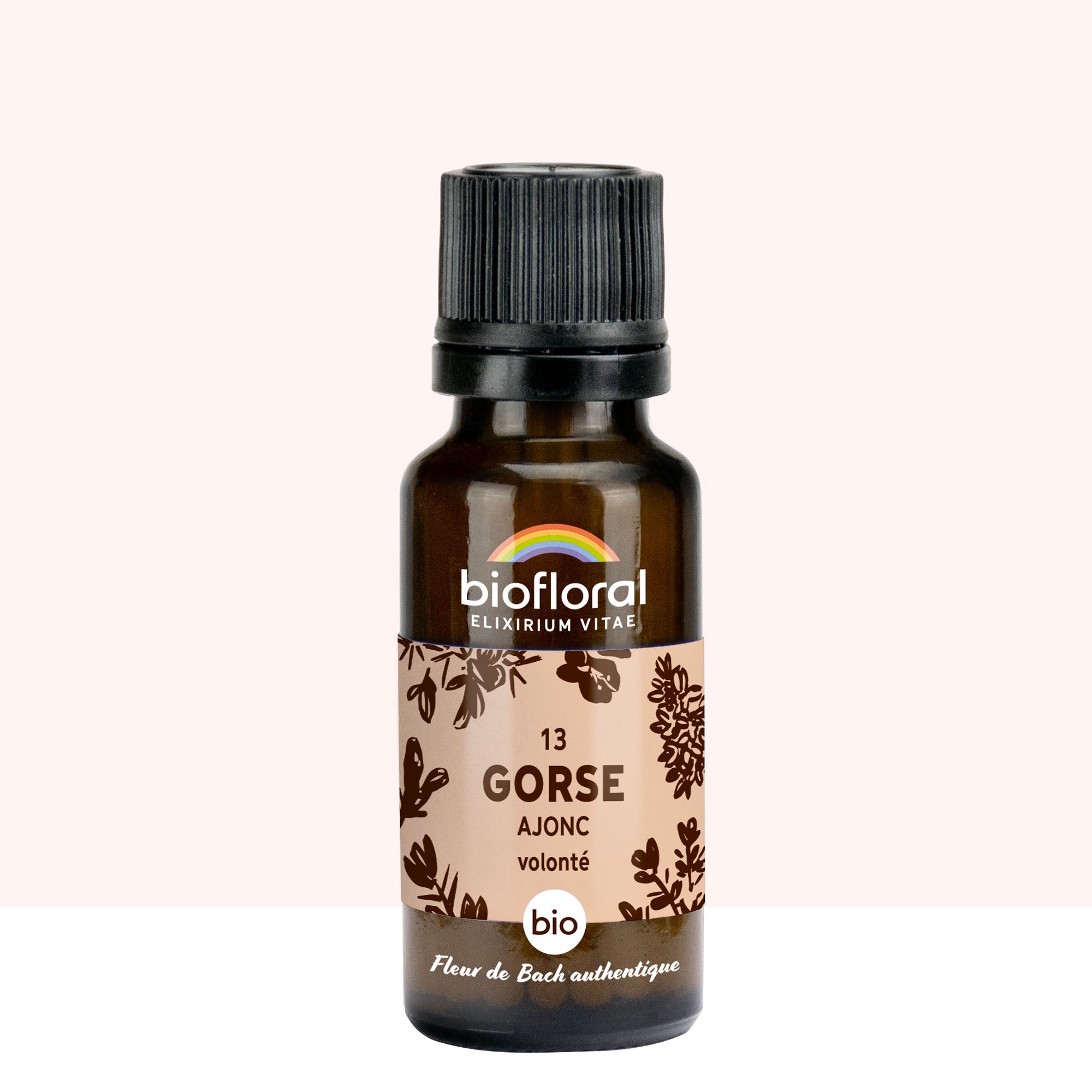 13 Gorse, Ajonc - Bio