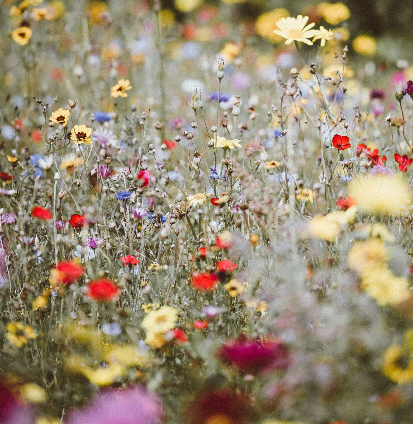 Photo d’un champ de fleurs pour illustrer l’apaisement émotionnel procuré par les produits Biofloral.