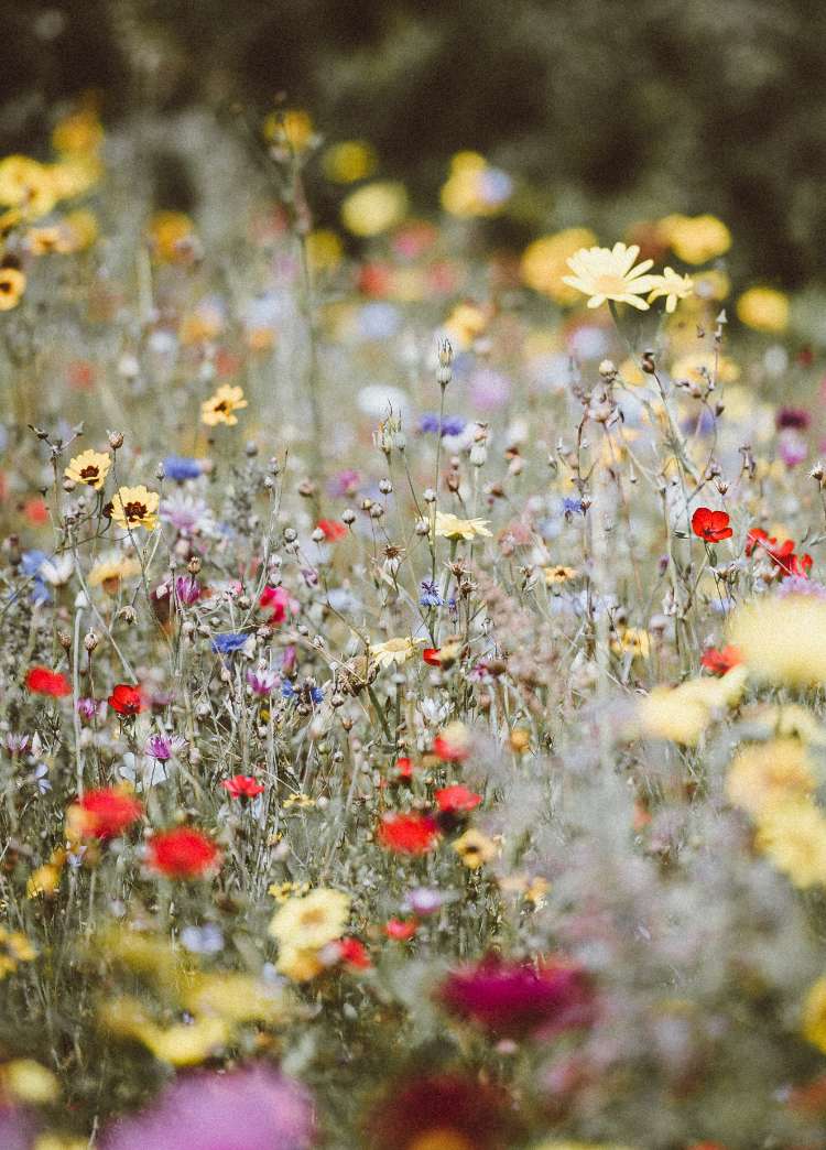 Photo d’un champ de fleurs pour illustrer le caractère naturel et biologique des produits Biofloral.