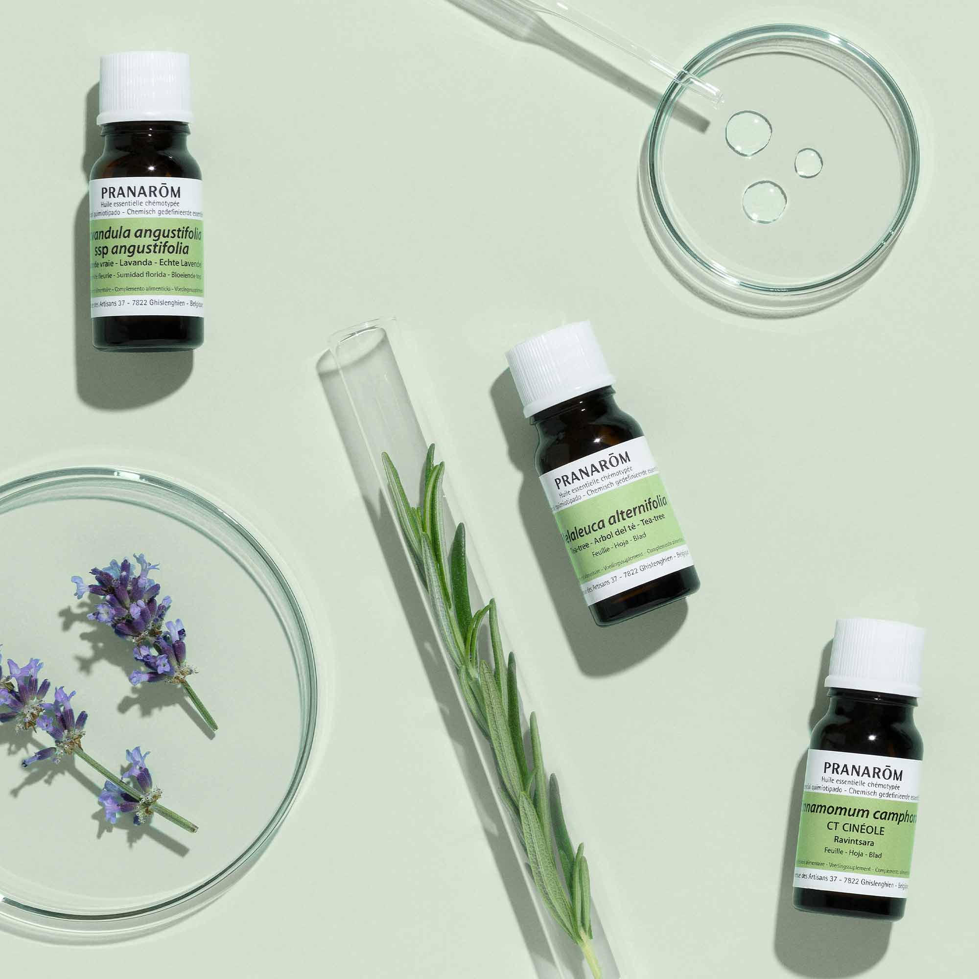 Trio d’huiles essentielles incontournables : lavande apaisante, romarin tonifiant et tea tree purifiant.