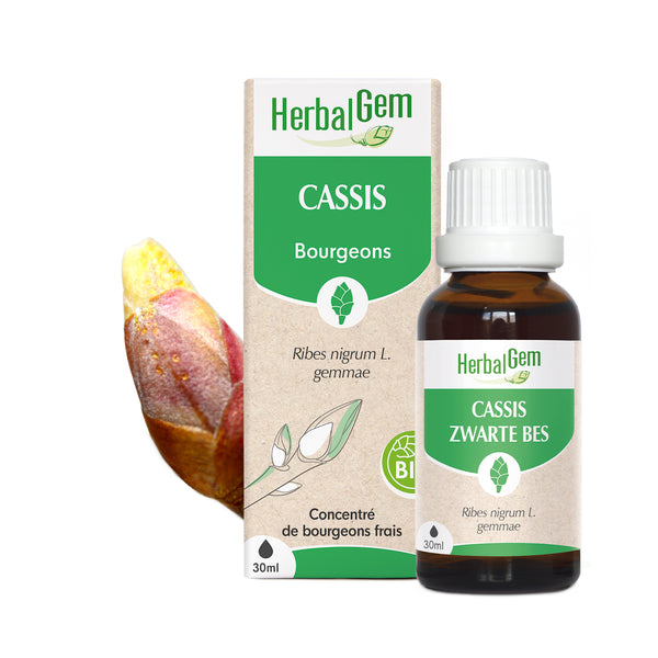 Concentré de bourgeons de cassis Herbalgem pour stimuler l’énergie, renforcer l’immunité et soutenir les articulations naturellement.