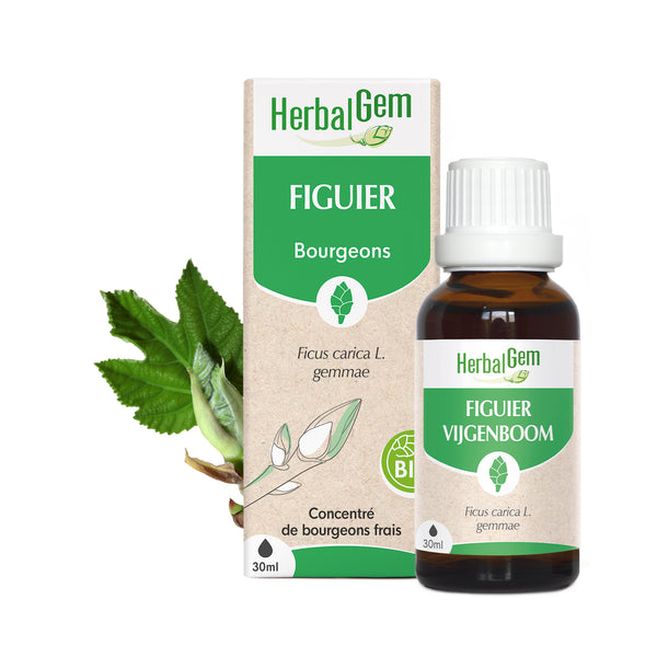 Élixir de bourgeon de figuier Herbalgem bio, apaisant naturel pour la digestion et la sérénité émotionnelle.