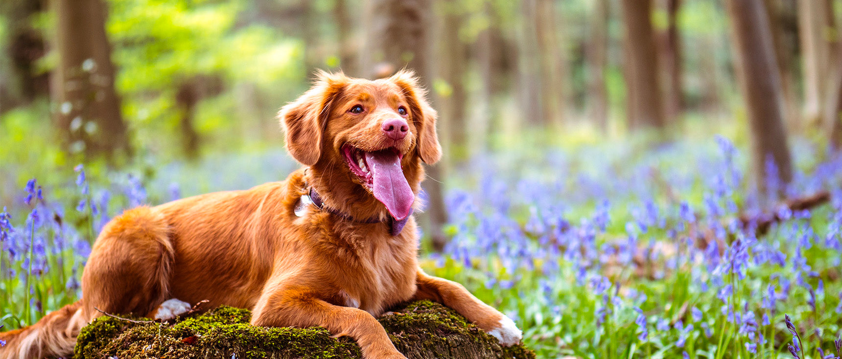 Les 10 Fleurs de Bach pour animaux