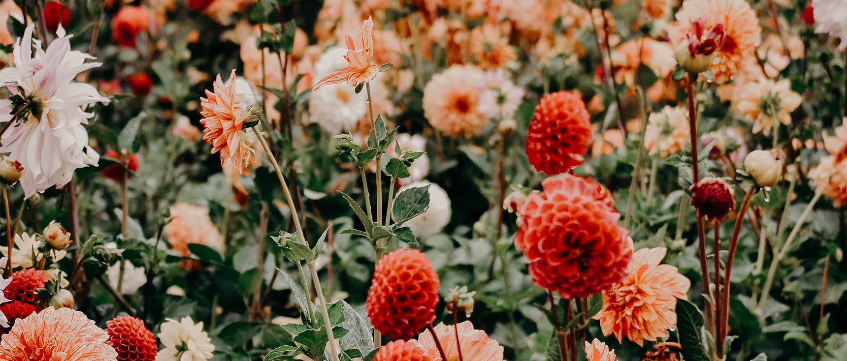 Traverser le deuil avec les Fleurs de Bach